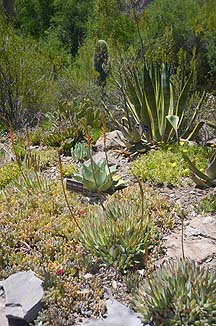 Boyce Thompson Arboretum, May 20, 2011